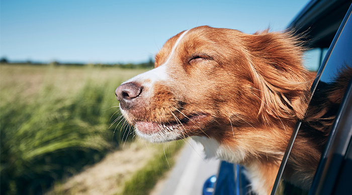 Você está visualizando atualmente CBD para Pets: O que é mito e o que é verdade?